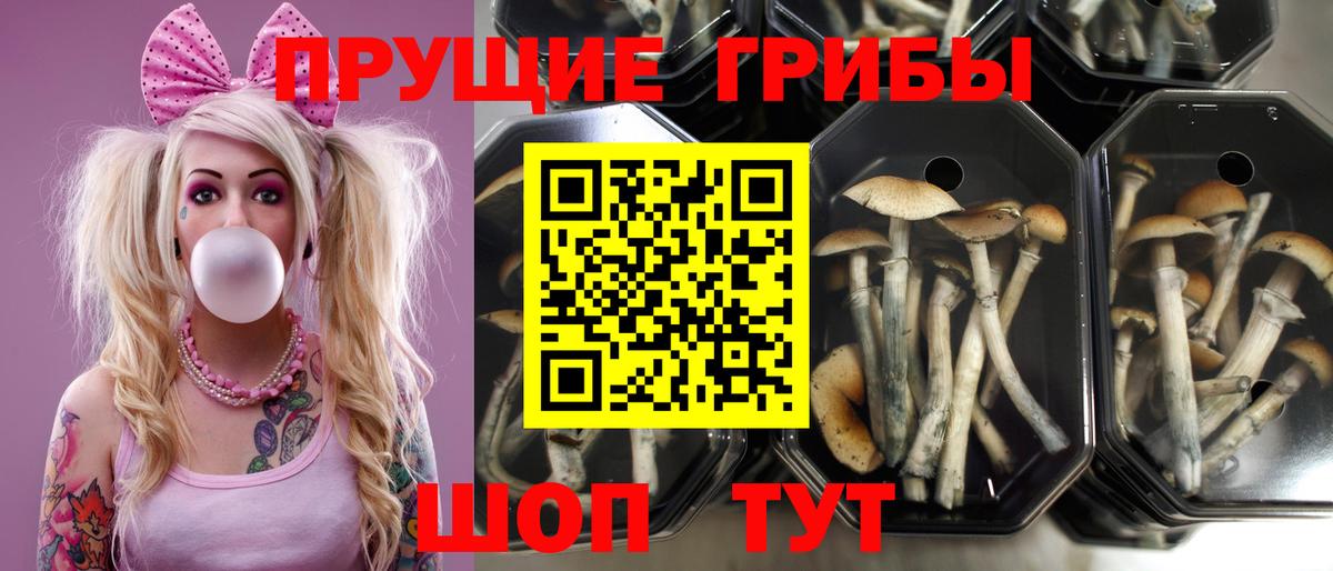 Псилоцибиновые грибы MAGIC MUSHROOMS Рославль